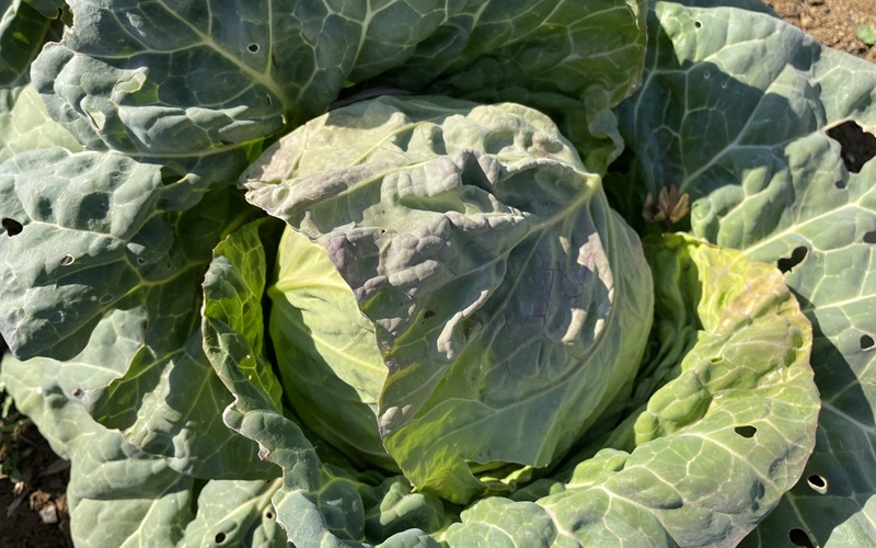 Cabbage cultivation report