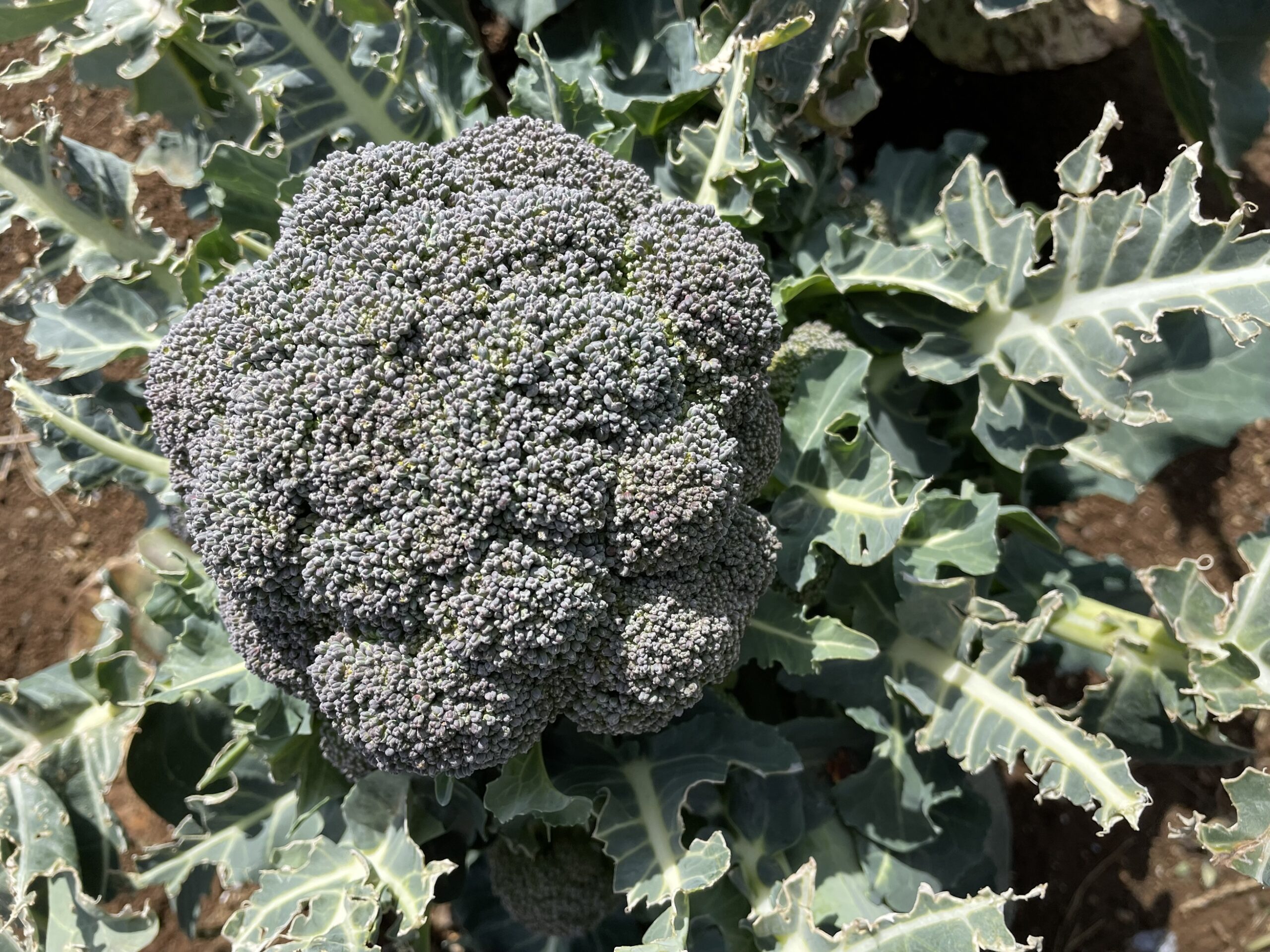 broccoli ブロッコリー