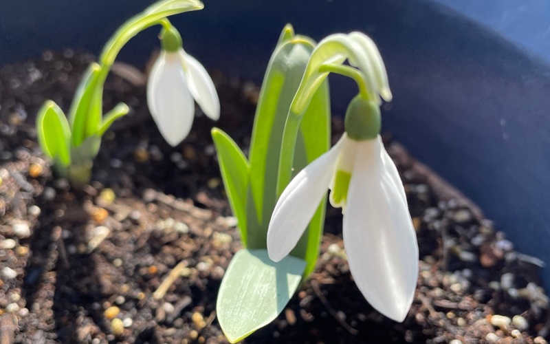 Snow Drop