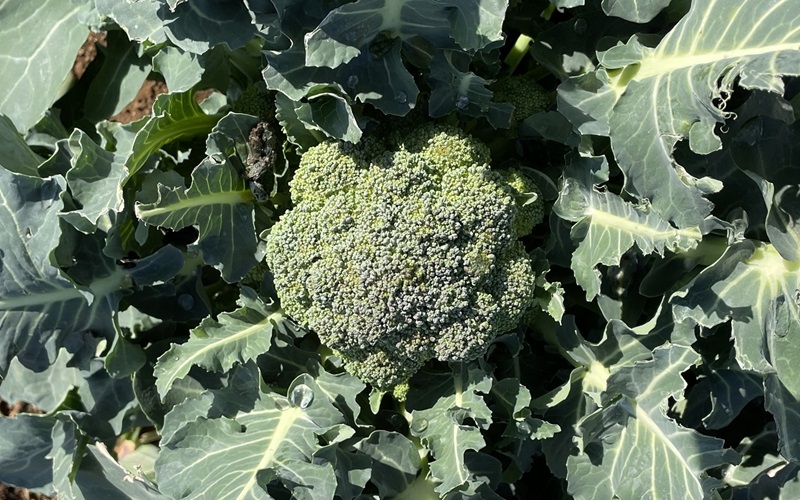 broccoli ブロッコリー