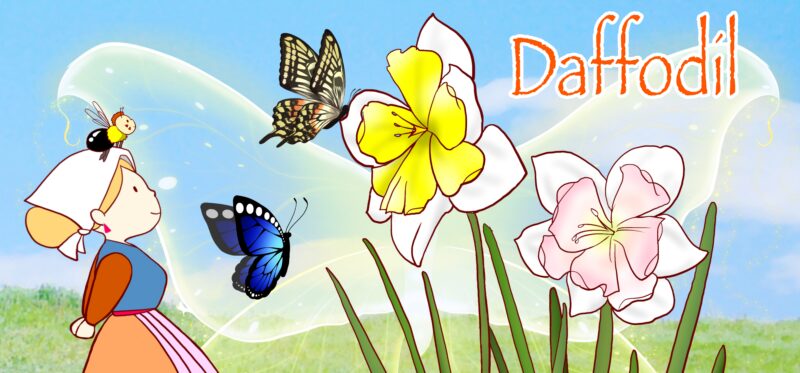 daffodil　スイセン