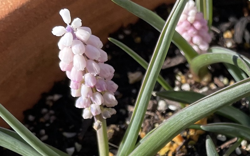 Grape hyacinth