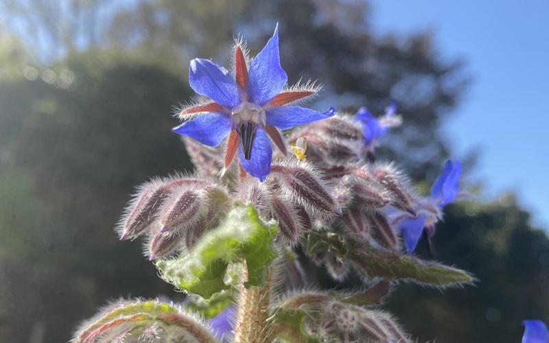 Borage ボリジ