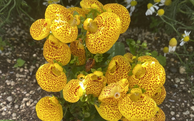 Calceolaria