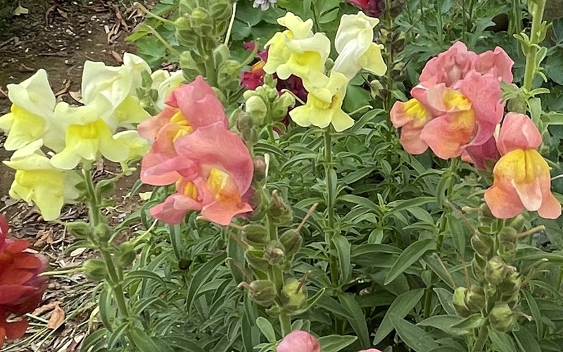 Snapdragon