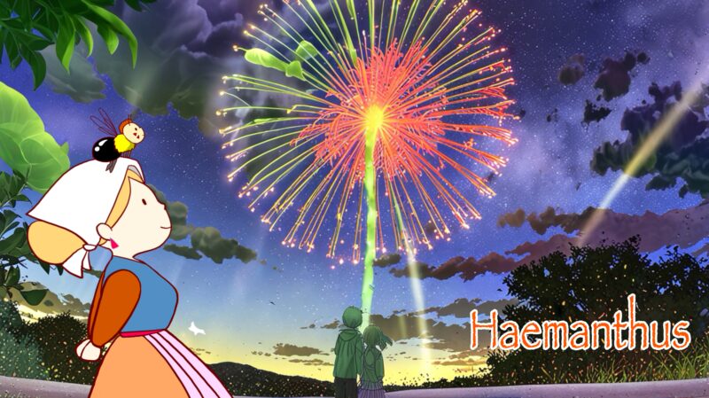 Haemanthus ハエマンサス