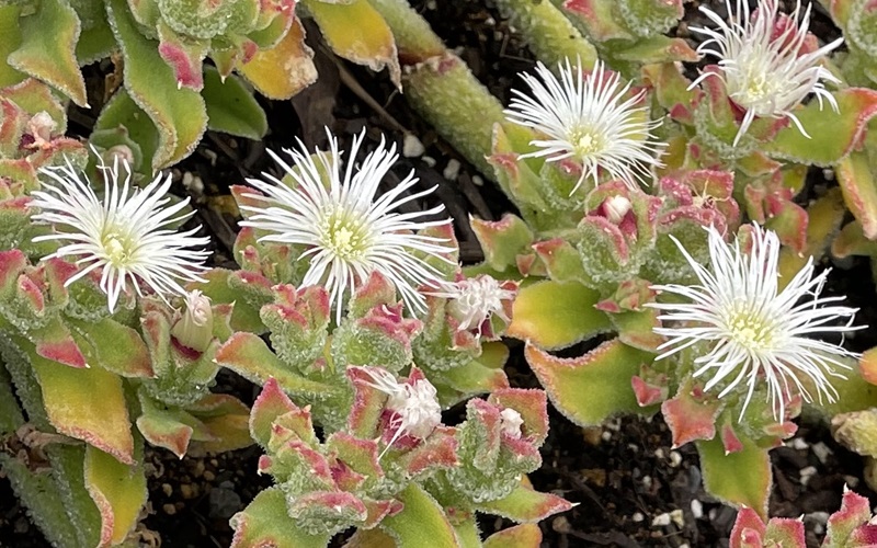 Crystalline iceplant アイスプラント