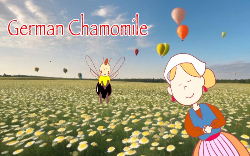 German Chamomile　ジャーマンカモミールの栽培