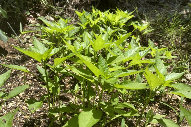 Chili pepper 唐辛子