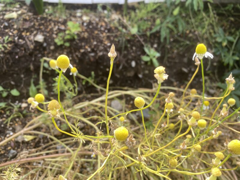 German chamomile 　ジャーマンカモミール