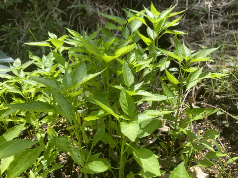 Chili pepper 唐辛子