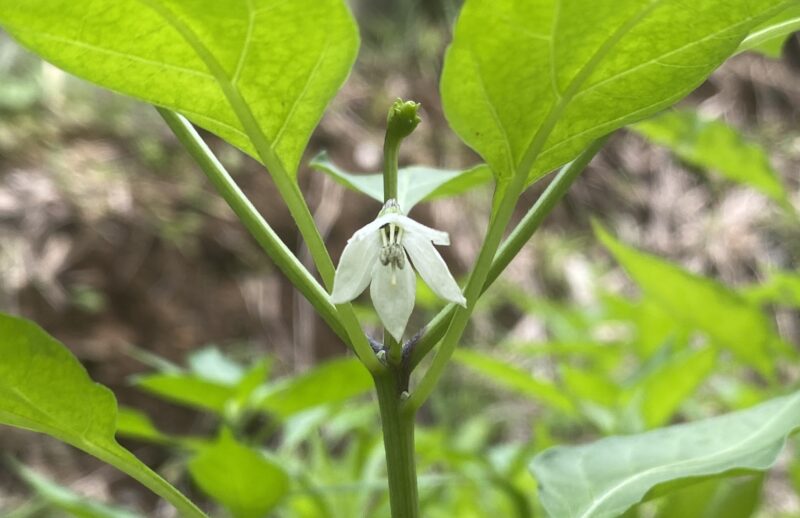 Chili pepper 唐辛子
