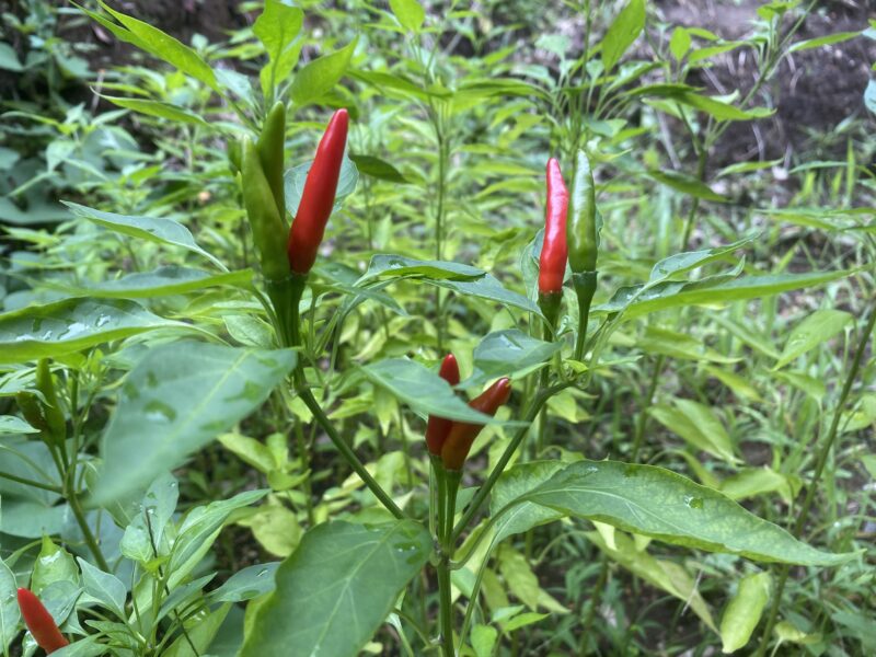 Chili pepper 唐辛子