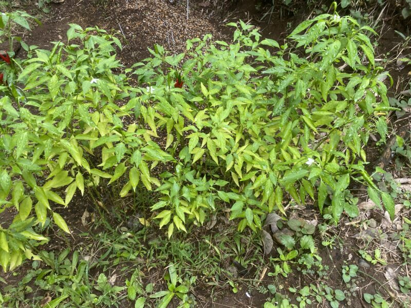 Chili pepper 唐辛子