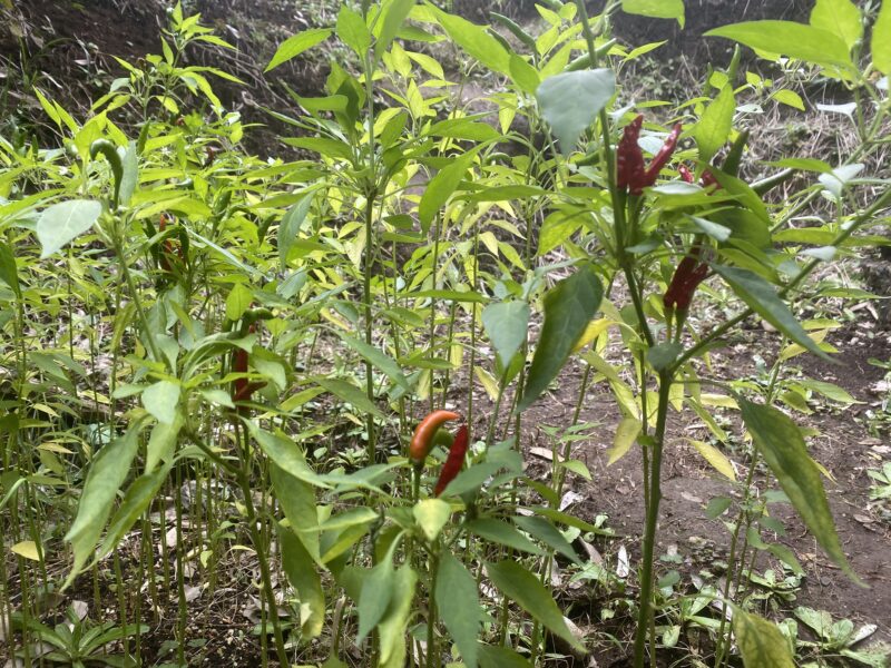 Chili pepper 唐辛子