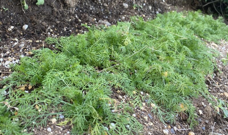 German chamomile 　ジャーマンカモミール