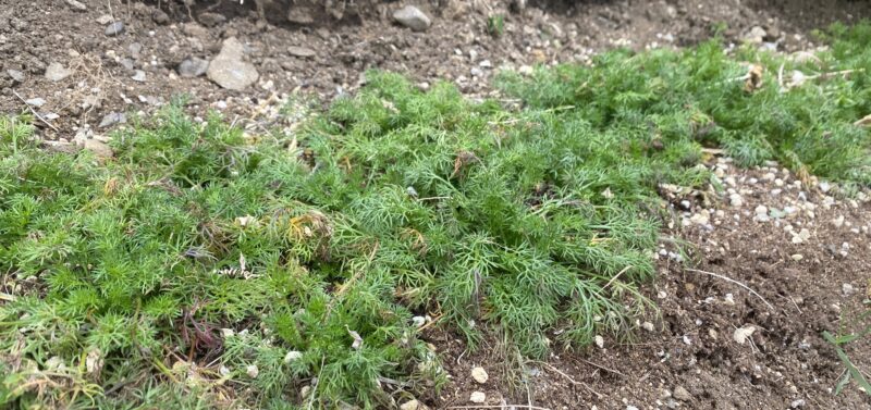 German chamomile 　ジャーマンカモミール