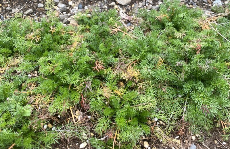 German chamomile 　ジャーマンカモミール