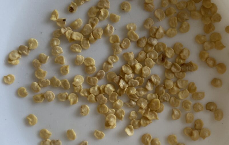 Chili pepper 唐辛子　種