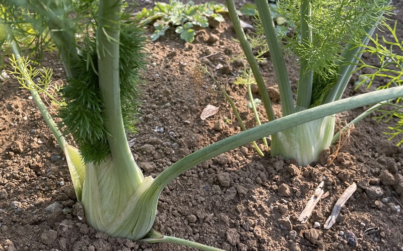 fennel フィノッキオ(ウイキョウ)