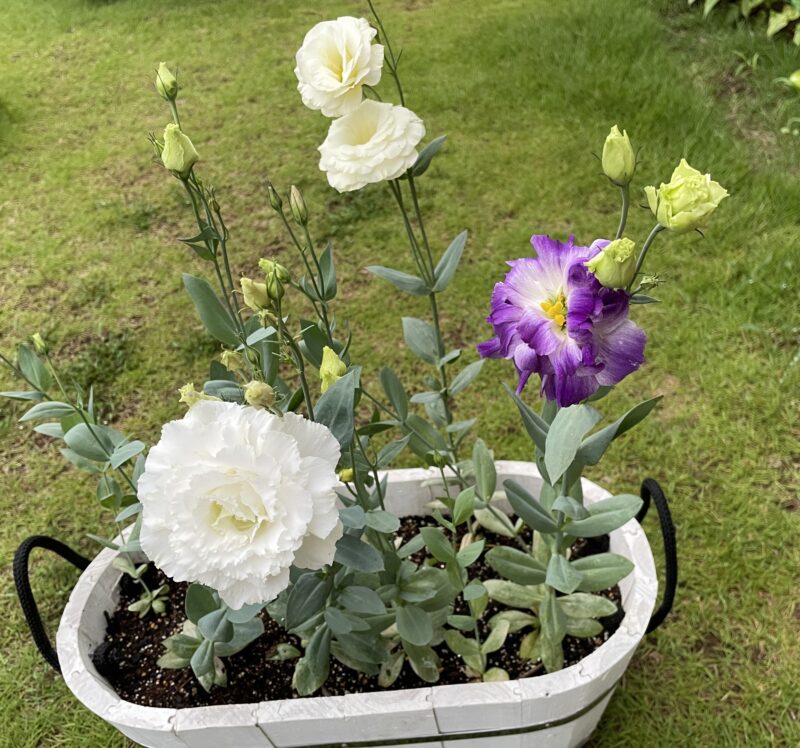 Eustoma