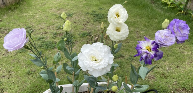 Eustoma