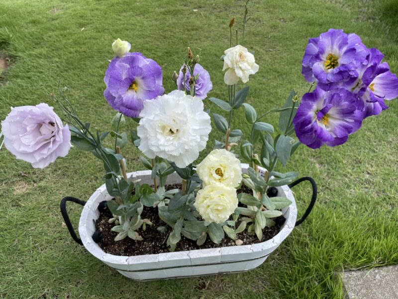 Eustoma