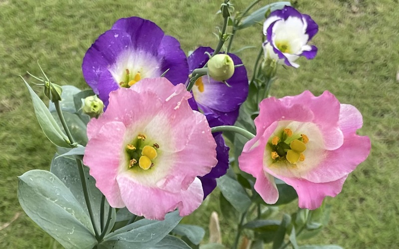 Eustoma