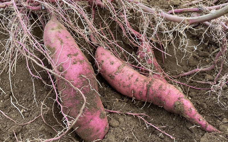 Sweet potato サツマイモ