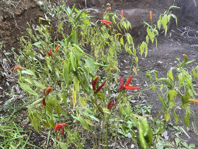 Chili pepper 唐辛子