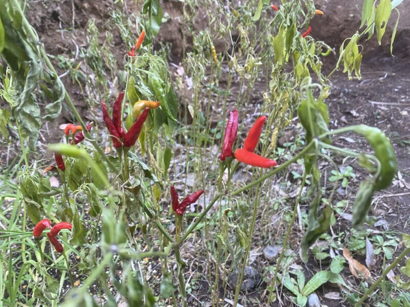 Chili pepper 唐辛子