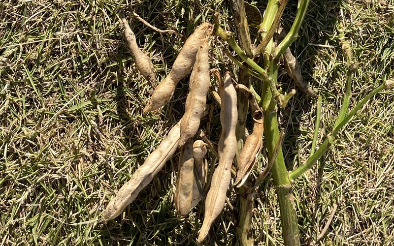 Azuki beans 小豆の栽培
