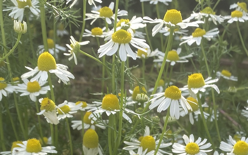 German Chamomile ジャーマンカモミール
