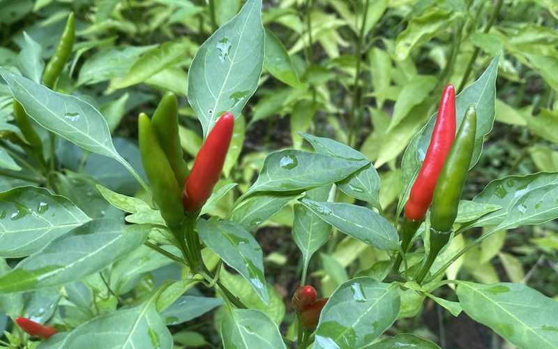 Chili pepper 唐辛子