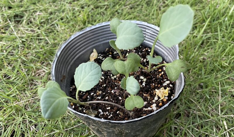 Romanesco broccoli　ロマネスコ