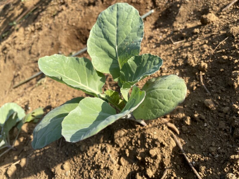 Romanesco broccoli　ロマネスコ