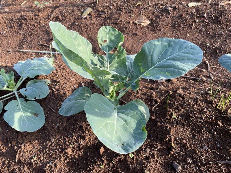 Romanesco broccoli　ロマネスコ