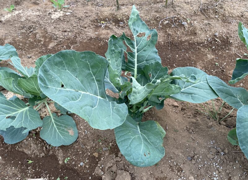 Romanesco broccoli　ロマネスコ