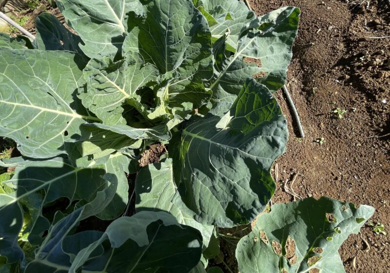 Romanesco broccoli　ロマネスコ