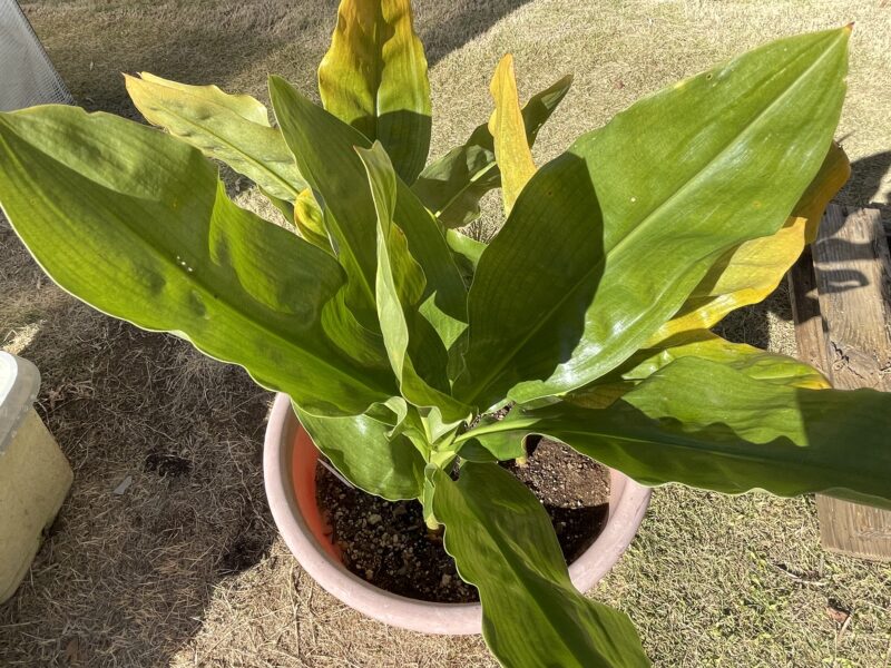 Haemanthus ハエマンサス