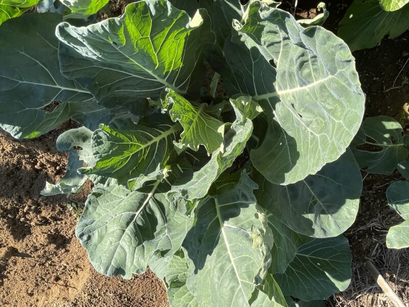 Romanesco broccoli　ロマネスコ