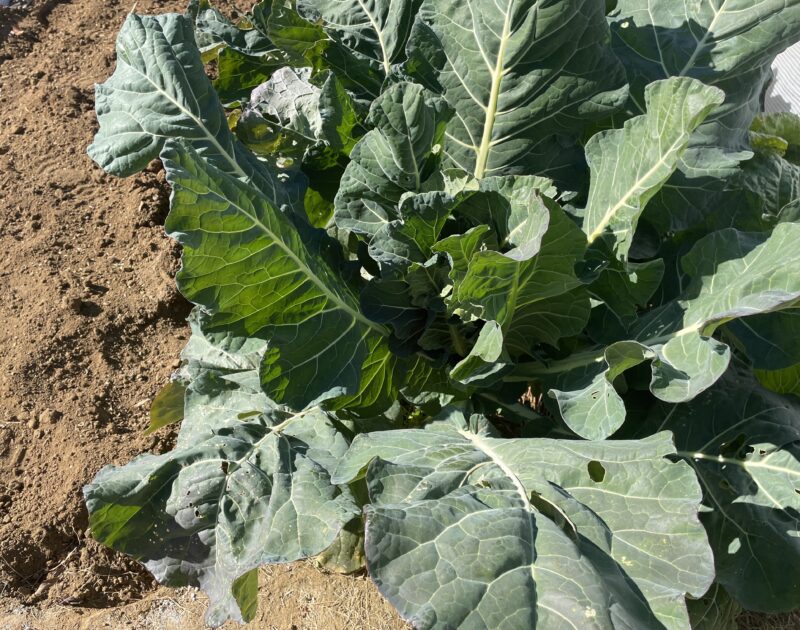 Romanesco broccoli　ロマネスコ