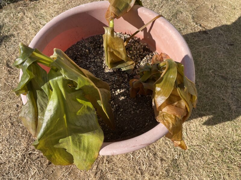 Haemanthus ハエマンサス