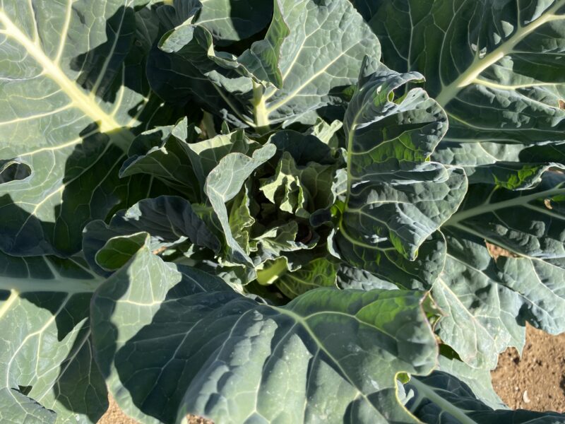 Romanesco broccoli　ロマネスコ