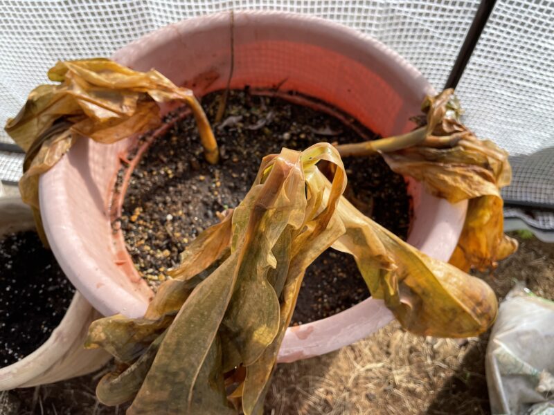 Haemanthus ハエマンサス