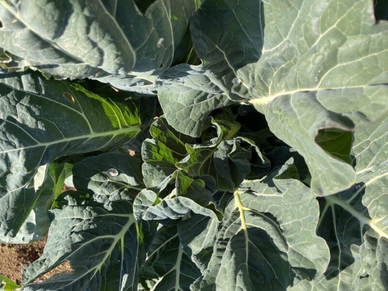 Romanesco broccoli　ロマネスコ