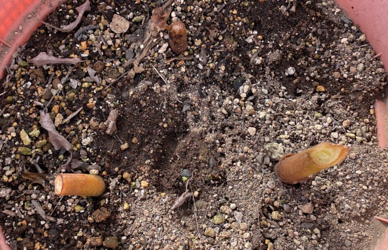 Haemanthus ハエマンサス