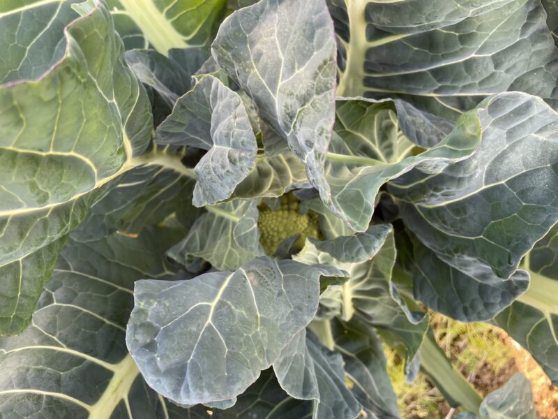 Romanesco broccoli　ロマネスコ