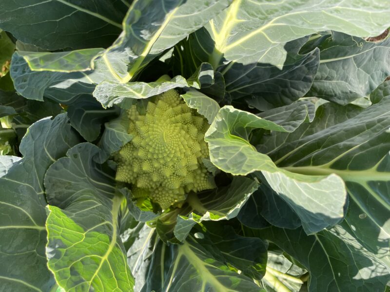 Romanesco broccoli　ロマネスコ