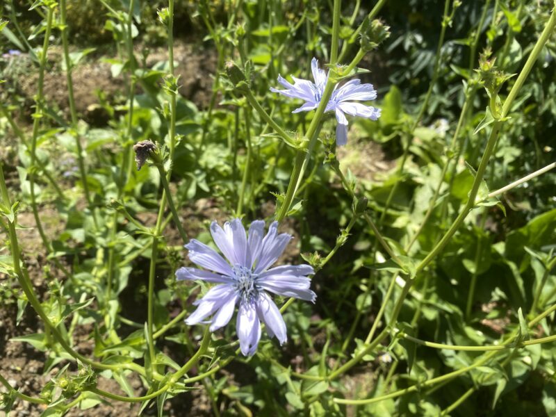 chicory　チコリ
